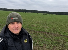 Żubry wychodzą z lasu i zostają na polach. Straty idą w setki tysięcy złotych