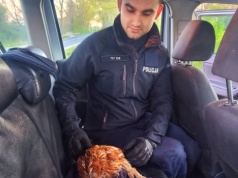 Policyjna pomoc, która ratuje życie. Ranna sowa trafiła w dobre ręce