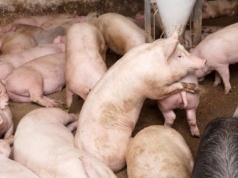 Na Ukrainie stawki za żywiec wieprzowy są wyższe niż w Polsce. Różnica wynosi kilkadziesiąt groszy za kilogram