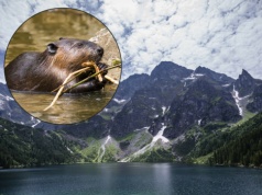Przyrodnicza sensacja nad Morskim Okiem. Już nie jeden, a cztery bobry