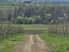 Komisje szacujące szkody po przymrozkach 2026 ruszają. Straty w sadach ogromne