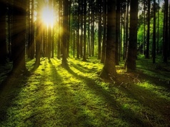 Od 1 czerwca rusza nabór na inwestycje leśne i zadrzewieniowe. Dla kogo i na jakich zasadach?