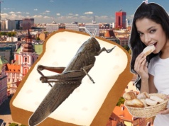 W Poznaniu sprawdzili, jak lepiej jeść owady. Metoda "na wybrednych" może nie zadziałać