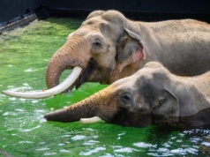 Plenerowe kąpiele słoni. Zewnętrzny wybieg w Orientarium ZOO Łódź