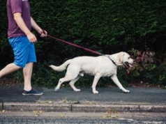 Prawie 1500 zł za opiekę nad psami. Oto ile zarabia petsitter