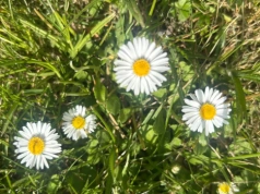 Widzisz stokrotki na trawniku? To nie ozdoba, tylko sygnał, że coś jest nie tak