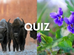 Przyrodniczy quiz wiedzy na poziomie szkoły podstawowej. Kto się sprawdzi?