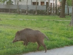 Dziki znów grasują po krakowskim osiedlu. „Ich kły sięgają wysokości tętnic udowych”
