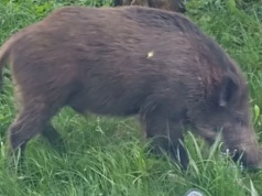 Dziki na osiedlu Podwawelskim w Krakowie. Mieszkańcy boją się o bezpieczeństwo