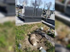 Martwa sarna na cmentarzu w Rosochatem Kościelnem. Kto odpowiada za jej usunięcie?