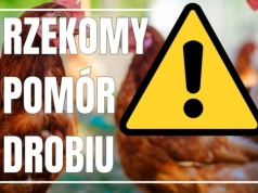 Choroba drobiu w powiecie cieszyńskim. Weterynaria potwierdziła dodatnie wyniki badań w Zamarskach