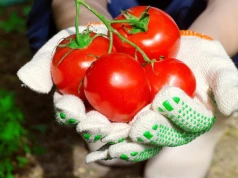 Ogrodnicy sadzą te rośliny obok. Krzaki ugną się od dużych oraz soczystych pomidorów