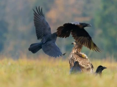 ULOTNE PIĘKNO. Biblioteka zaprasza na wernisaż wystawy fotografii Patrycji Sobczyk i Dawida Pawlara