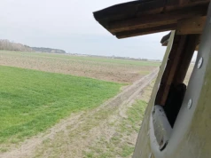 Nawet 3 lata za przegonienie dzika z pola? Alarm po zmianach w ustawie