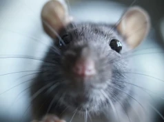 Klasycznym testem, który bada istnienie samoświadomości u zwierząt, jest tzw. test lustra