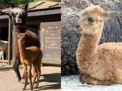 Warszawskie ZOO chwali się narodzinami alpaki. Szuka imienia, które musi zaczynać się na "S"