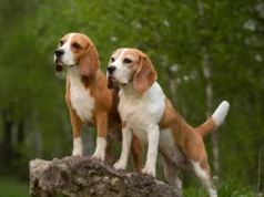 Beagle uratowane z laboratorium. 1500 psów szuka domu