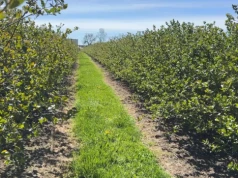 Aronia w stresie. Maj może zdecydować o plonie