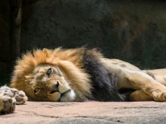 Skandal w niemieckim zoo. Mężczyzna wrzucił lwom gulasz, bo wyglądały na głodne