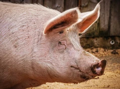 Pożyczki dla hodowców świń z obszarów ASF wznowione. Można dostać nawet 1 mln zł