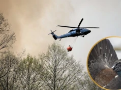 Płonie siedlisko jednego z najwspanialszych ptaków Polski. Może przepaść