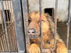 PUK zatrudni osobę do pracy w schronisku w Pawłowie