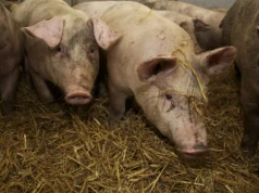 Rolnicy wściekli po decyzji weterynarii. „To są jakieś niepoważne jaja”