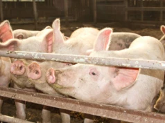 Dania: Tąpniecie w cennikach sprzedaży warchlaków