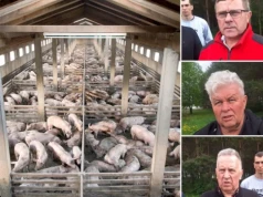 Ceny świń runęły nawet o 50 gr. Rolnicy: „Tak źle jeszcze nie było”