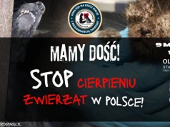 Wyjdą na ulice Olsztyna, aby walczyć o prawa zwierząt. Protesty odbędą się w 15 miastach