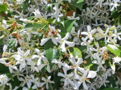 Ta nieziemsko pachnąca roślina podbija balkony. Sąsiedzi pomyślą, że rozlały ci się perfumy
