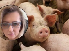Byli o krok od bankructwa. W tuczu świń uratowała ich kukurydza