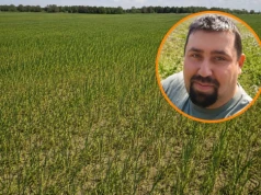 “Tam karta jest już przegrana”. Na 100 ha połowa ozimin idzie w straty