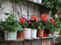Zrób to z pelargonią teraz – w kilka dni obsypie się kwiatami. Ogrodnicy pilnują tych 3 zasad