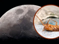 Co się stanie, gdy karaluchy zjedzą pył księżycowy? O testach po Apollo 11