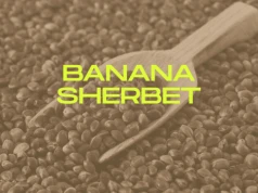 Banana Sherbet: mocna indica w tegorocznym SEEDBOXIE
