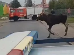 Ranny w łoś w centrum Ciechanowa. W akcji wiele różnych służb