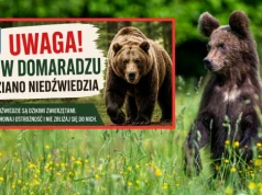 Strażak widział niedźwiedzia w Domaradzu. Władze apelują o ostrożność
