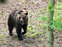 Naukowiec rozprawia się z nagonką na niedźwiedzie. "Nie należy uciekać"
