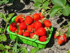 Plantatorzy szukają ludzi do zbioru truskawek. Można zarobić nawet 8 tys. zł
