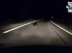 Dzielnicowi spotkali bobra na drodze. Odprowadzili go w bezpieczne miejsce