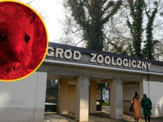 Wyjątkowi mieszkańcy przybyli do zoo w Poznaniu. "Występują wyłącznie na Madagaskarze"