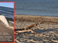 Bałtyk wyrzucił wieloryba na plaży w Mikoszewie. Jest nagranie