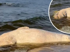 Bałtyk wyrzucił na plażę olbrzyma. "To dopiero sensacja"