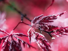 Przymrozki wróciły w nocy z soboty na niedzielę. Przy gruncie temperatura spadła lokalnie poniżej -5°C