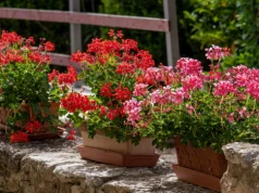 Raz w tygodniu podlewam tym pelargonie. Kwitną miesiącami jak oszalałe