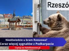 Niedźwiedzie u bram Rzeszowa? Coraz więcej sygnałów z Podkarpacia