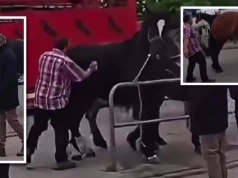 Bulwersujące sceny na końskich targach w Pajęcznie. W sieci krąży nagranie. Zaalarmowano policję
