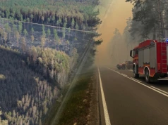 Życie wraca do Puszczy Solskiej. Nagranie po pożarze daje nadzieję