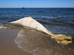 Pomorskie: wieloryb znaleziony na plaży w rezerwacie Mewia Łacha zostanie zutylizowany